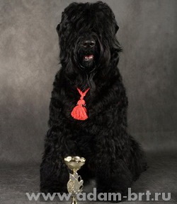 Adam Racy Style DANIEL